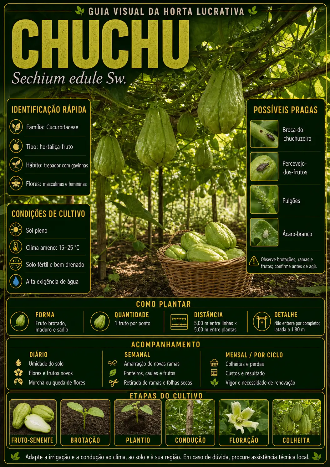 Mapa visual de cultivo — Chuchu
