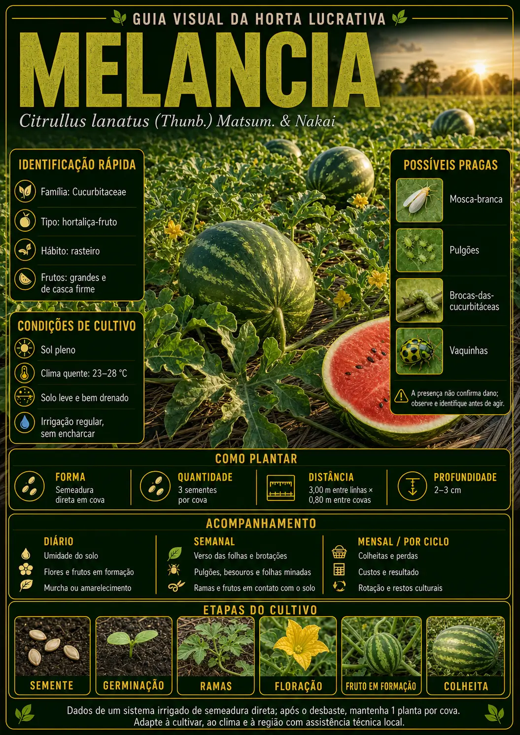 Mapa visual de cultivo — Melancia
