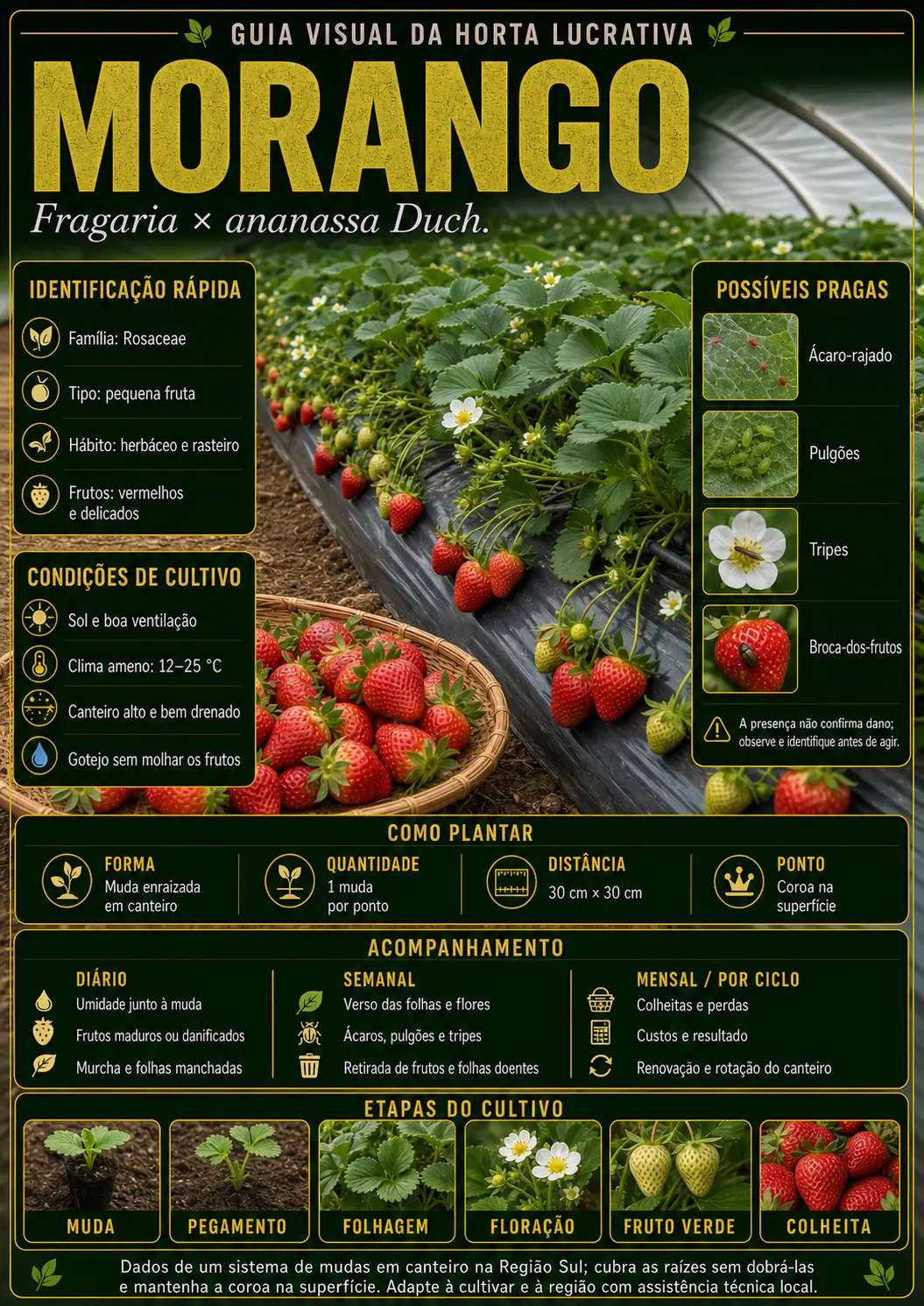 Mapa visual de cultivo — Morango