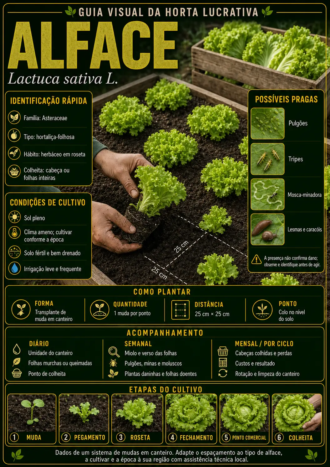 Mapa visual de cultivo — Alface