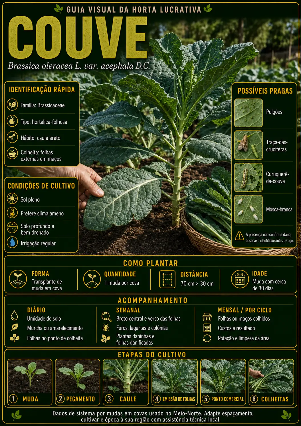 Mapa visual de cultivo — Couve